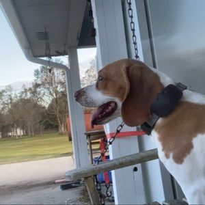 Meet your Posher, Griffin